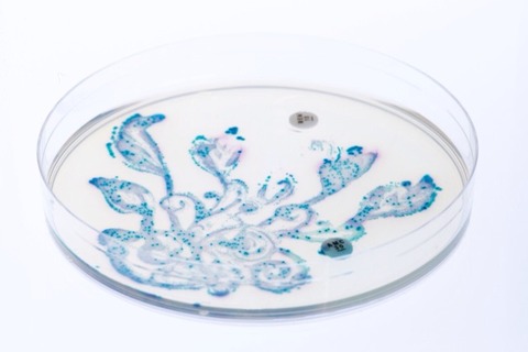 これぞ究極の科学芸術「細菌アート」