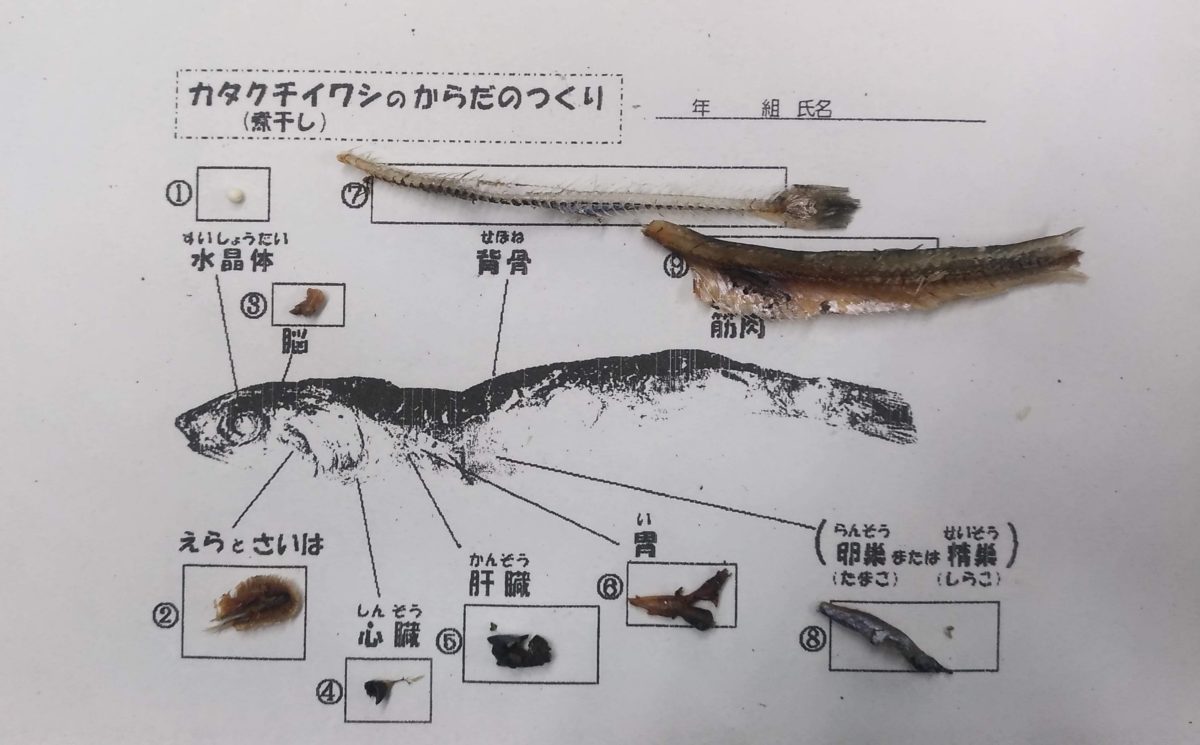 煮干し（カタクチイワシ）の解剖 | ふたばのブログ〜理科教育と道徳教育を科学する〜