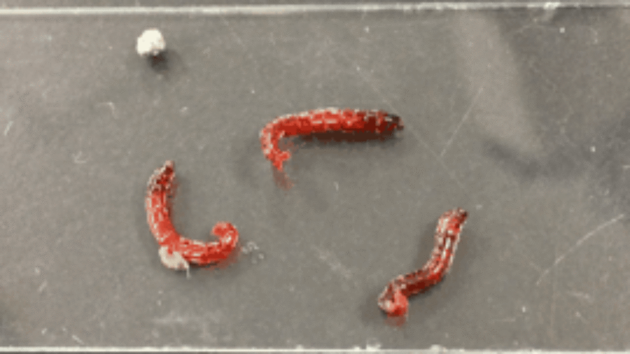 アカムシの解剖で染色体とrnaの観察 ユスリカの幼虫 ふたばのブログ 理科教育と道徳教育を科学する