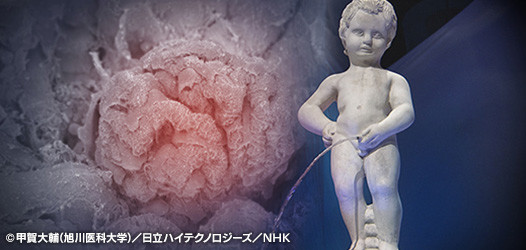 NHKスペシャルシリーズ人体「”腎臓”が寿命を決める」今夜放送