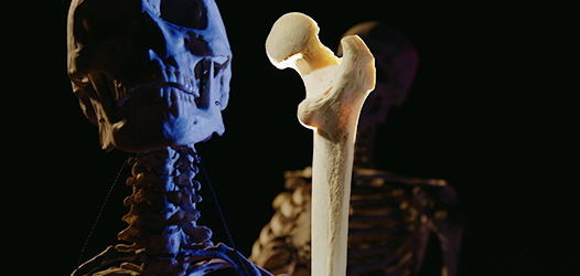 理科教師なら録画予約！NHKスペシャル「シリーズ人体 第３集 “骨”が出す！ 最高の若返り物質」