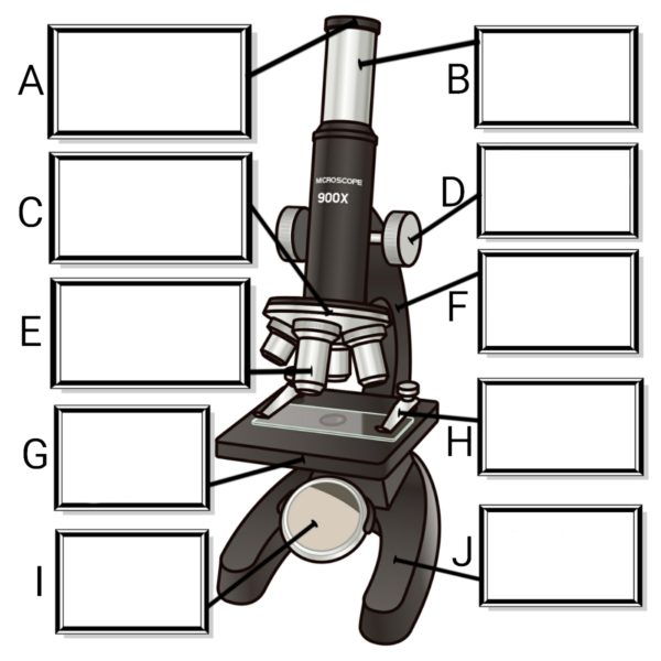顕微鏡 の 使い方 小学生 プリント 顕微鏡 の 使い方 小学生 プリント