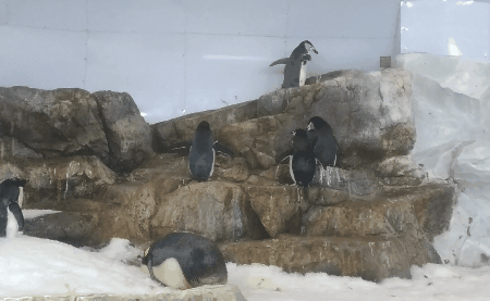和歌山県白浜アドベンチャーワールドに行ってきました④海獣館&ペンギン館編