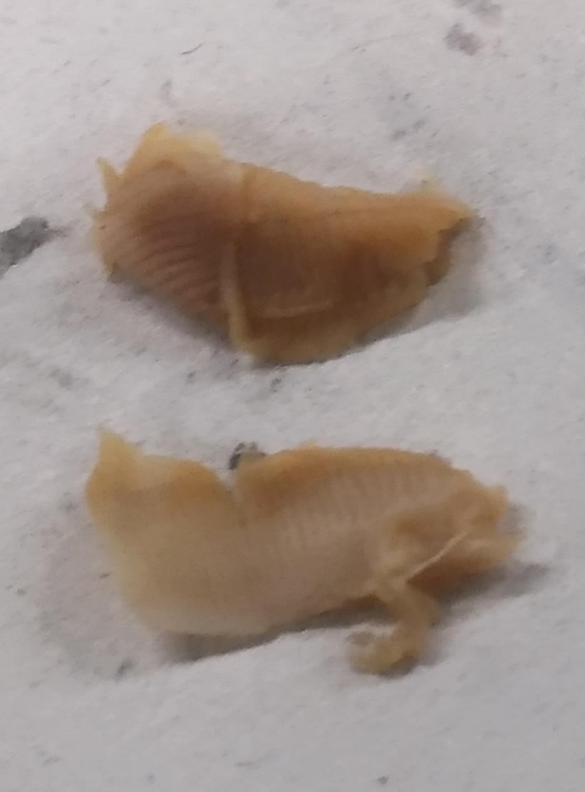 アサリの解剖で軟体動物の不思議にせまる | ふたばのブログ〜理科教育と道徳教育を科学する〜