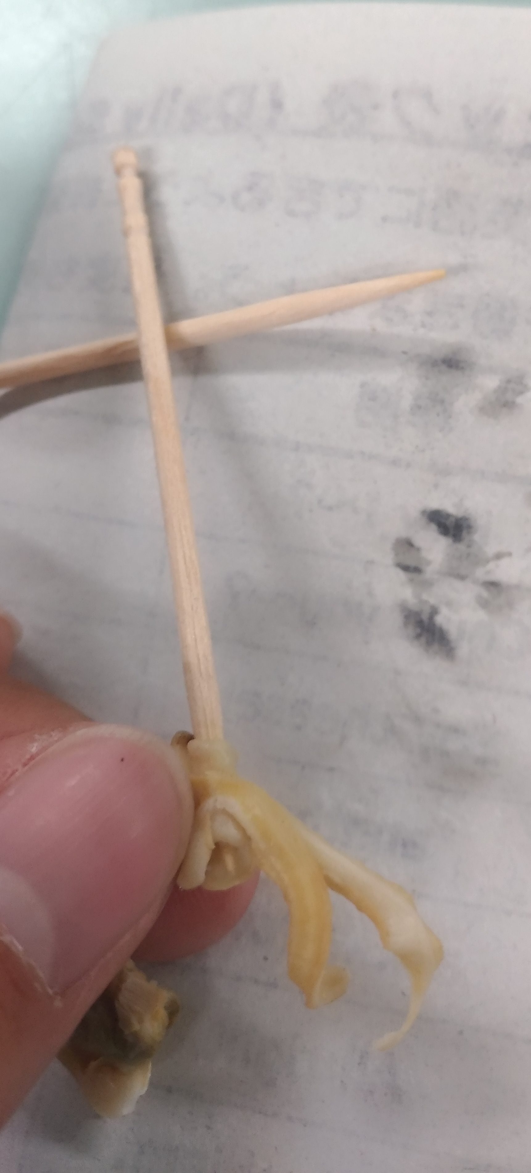 アサリの解剖で軟体動物の不思議にせまる | ふたばのブログ〜理科教育と道徳教育を科学する〜
