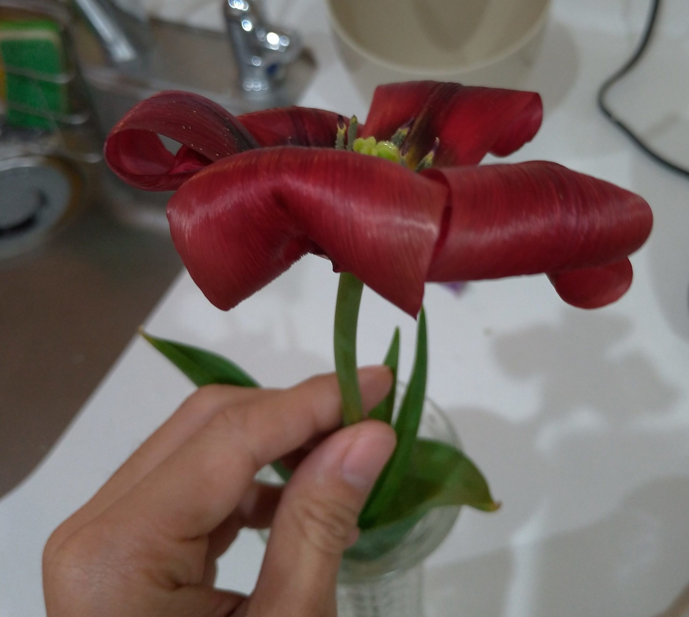 この花の名前はなんだ？