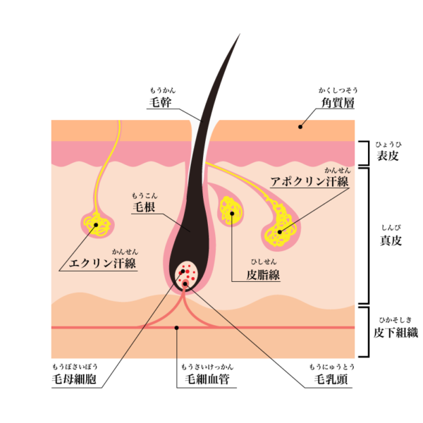 これで完ぺき 理科の総まとめ 人体と動物 ふたばのブログ 理科教育と道徳教育を科学する