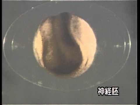 受精卵の卵割について学べるイモリの孵化の動画