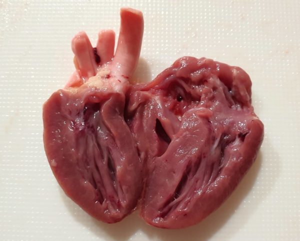 鳥ハツ 鶏の心臓 の解剖 ふたばのブログ 理科教育と道徳教育を科学する