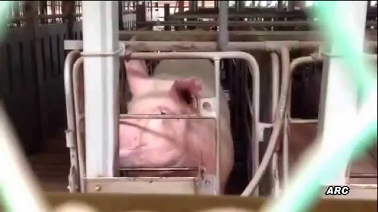 子どもに見せたい動画28「養豚場の妊娠用ストール」