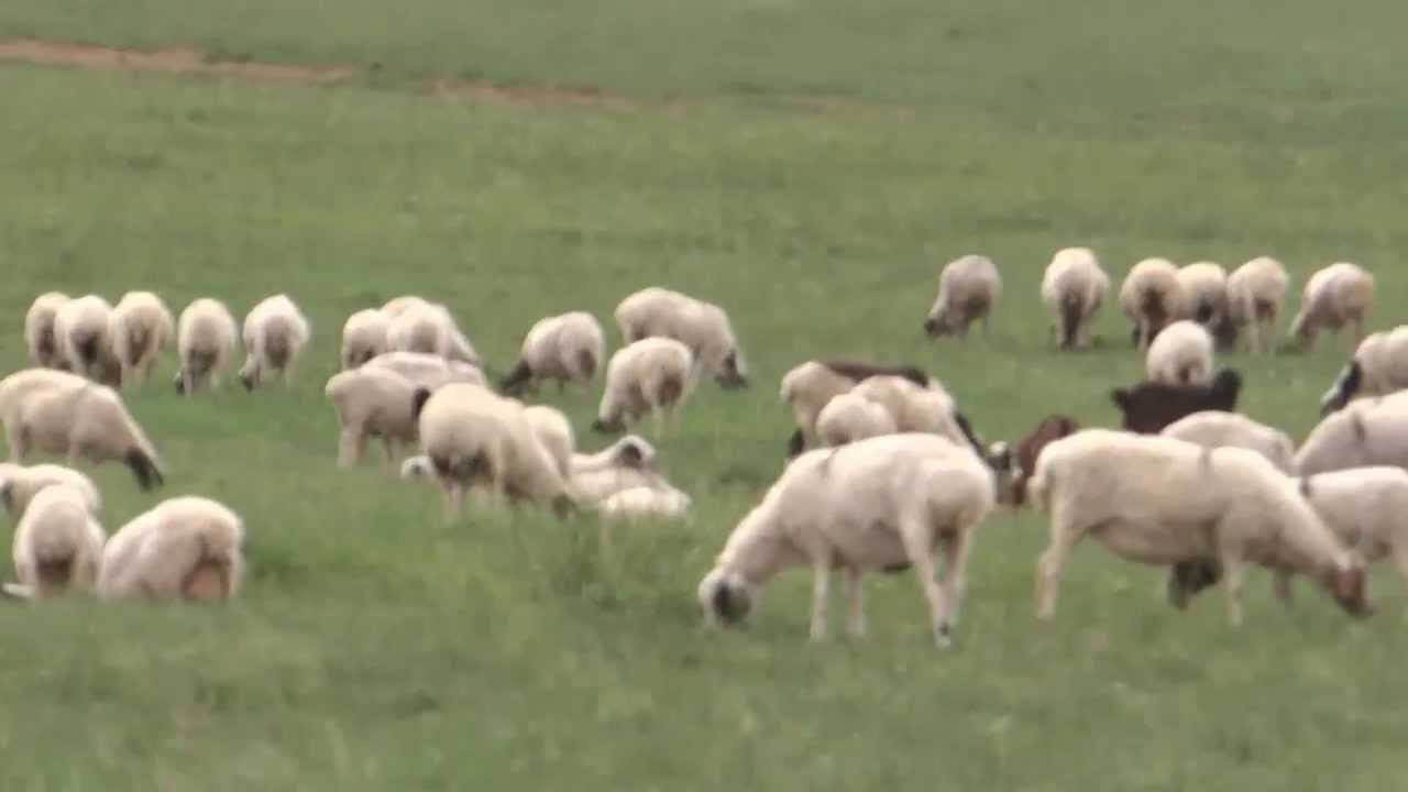 子どもに見せたい動画4「リーダー育成と羊の放牧の話」