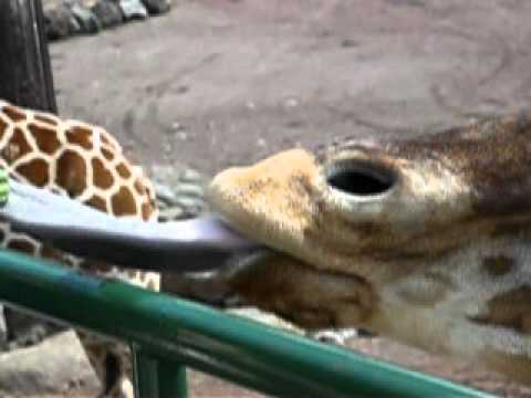 天王寺動物園で消化の大切さについて学ぶ
