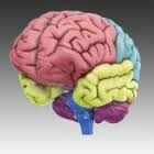 授業で使えるアプリ24「3D Brain」