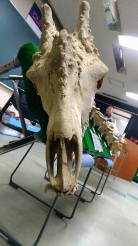 天王寺動物園で骨格について学ぶ ふたばのブログ 理科教育と道徳教育を科学する