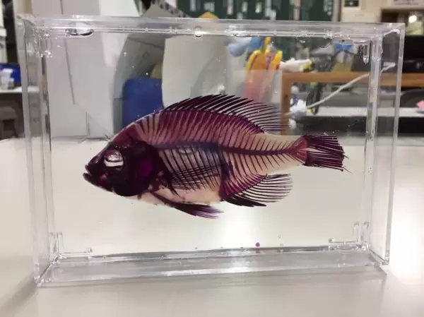 透明骨格標本を作ってみた ふたばのブログ 理科教育と道徳教育を科学する