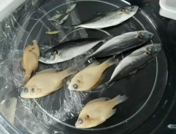透明骨格標本を作ってみた ふたばのブログ 理科教育と道徳教育を科学する