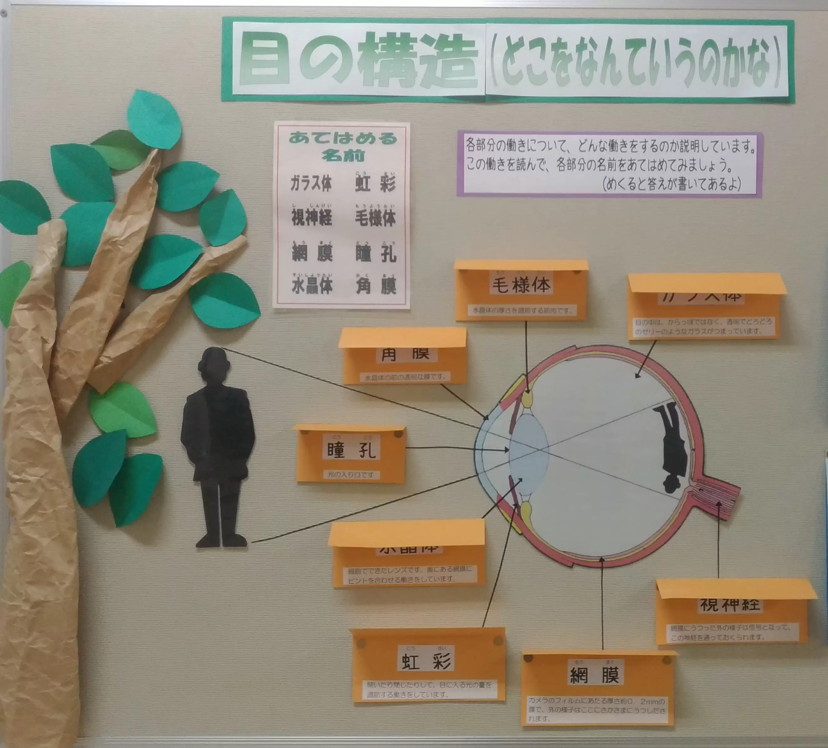 保健室の先生と連携して人体を学ぶ