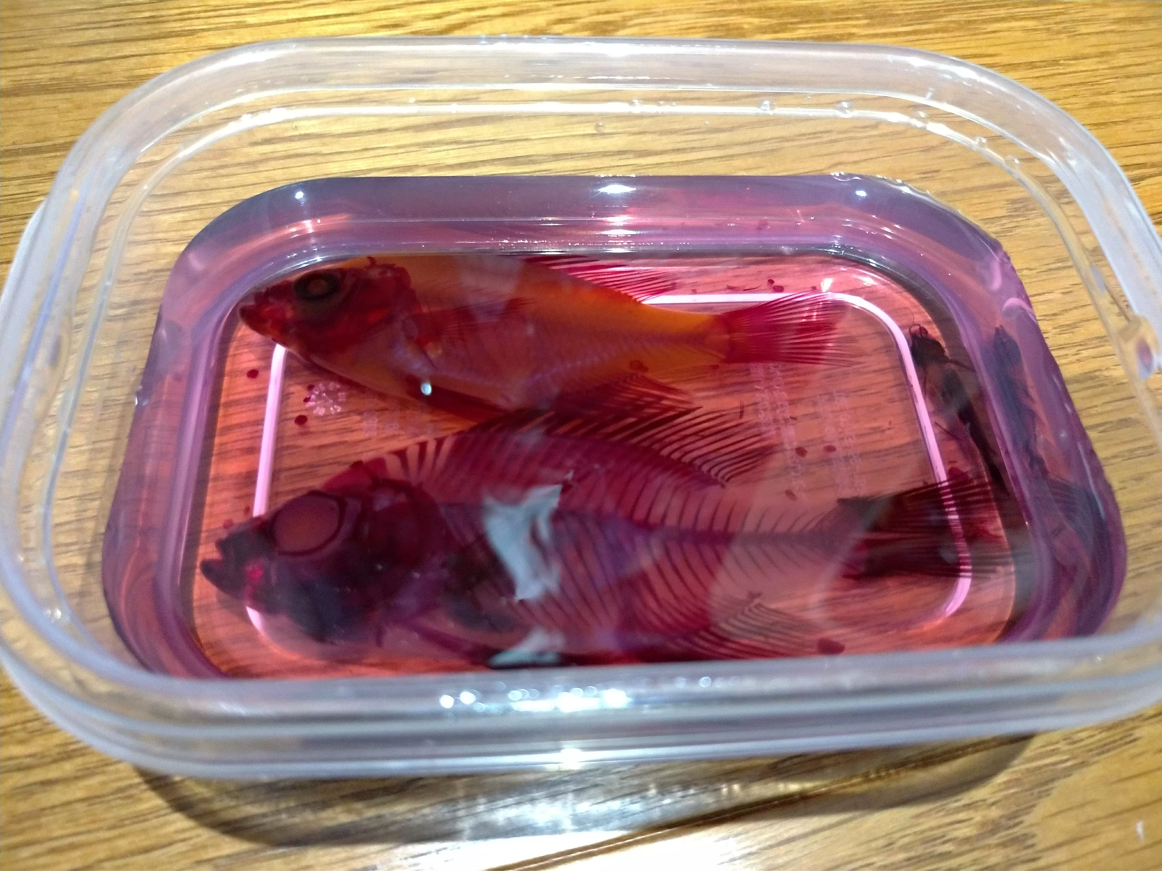 透明骨格標本を作ってみた ふたばのブログ 理科教育と道徳教育を科学する