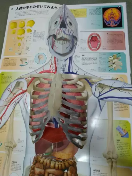 人体模型がないなら「ポップアップ人体図鑑」がオススメ | ふたばのブログ〜理科教育と道徳教育を科学する〜