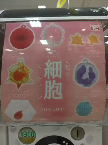 人間の細胞キーチェーン 全6種 コンプリート ガチャ 人間の細胞キーチェーン 全6種 コンプリート ガチャ - メルカリ