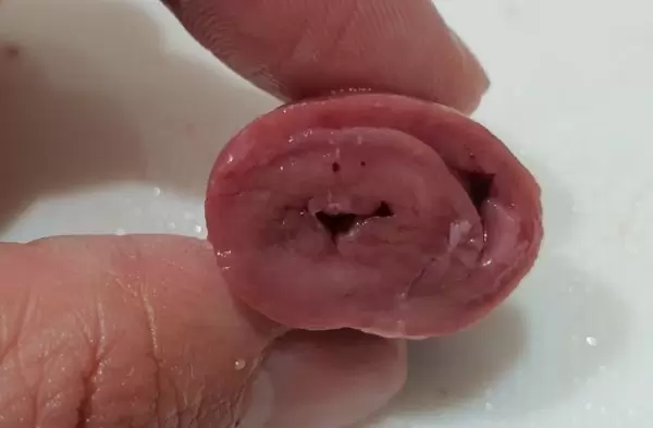 鳥 心臓 構造