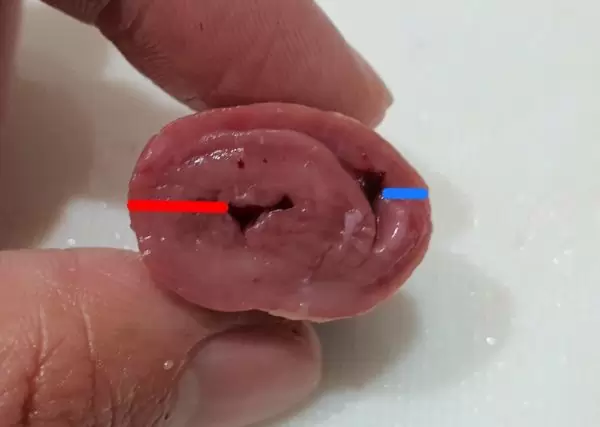 鳥ハツ 鶏の心臓 の解剖 ふたばのブログ 理科教育と道徳教育を科学する 鳥ハツ 鶏の心臓 の解剖 ふたばのブログ 理科教育と道徳教育を科学する