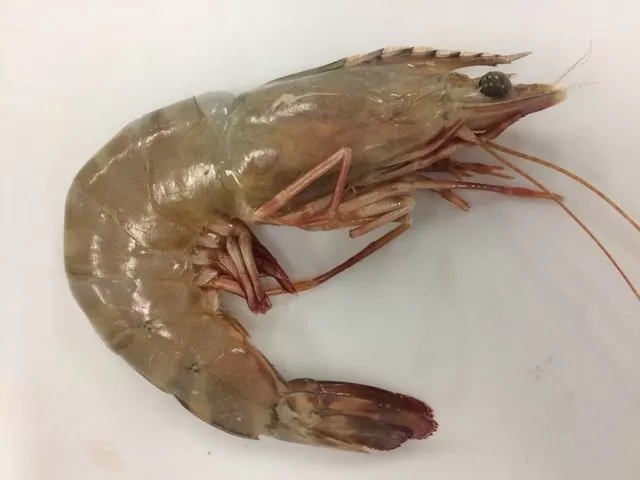 エビの解剖 無脊椎動物の解剖 節足動物 ふたばのブログ 理科教育と道徳教育を科学する