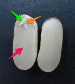 インゲンマメの発芽について ふたばのブログ 理科教育と道徳教育を科学する