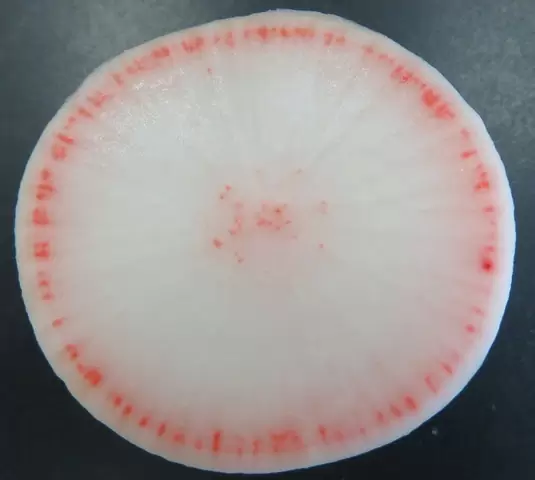様々な植物の道管の観察 ふたばのブログ 理科教育と道徳教育を科学する