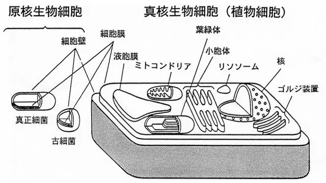 オオカナダモとネンジュモから迫る真核細胞と原核細胞 ふたばのブログ 理科教育と道徳教育を科学する