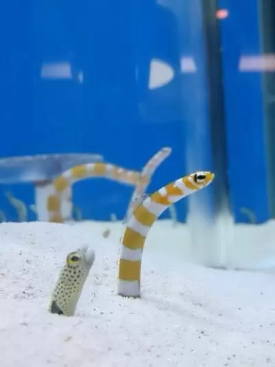 東海大学海洋科学博物館 ふたばのブログ 理科教育と道徳教育を科学する 東海大学海洋科学博物館 ふたばのブログ 理科教育と道徳教育を科学する