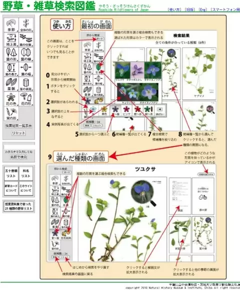 千葉県立中央博物館の野草・雑草検索図鑑が凄い | ふたばの 千葉県立中央博物館の野草・雑草検索図鑑が凄い | ふたばの