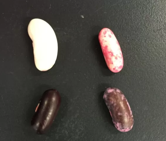 インゲンマメの発芽について ふたばのブログ 理科教育と道徳教育を科学する